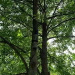 Camouflaged portable GPS jammer fixing on trees